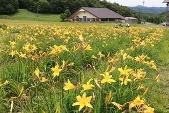 緑のゲレンデ彩るニッコウキスゲ　鏡野・恩原高原スキー場で見頃