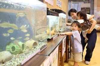 岡山・高島公民館でアユモドキ展示会　地元児童が人工繁殖、31日まで