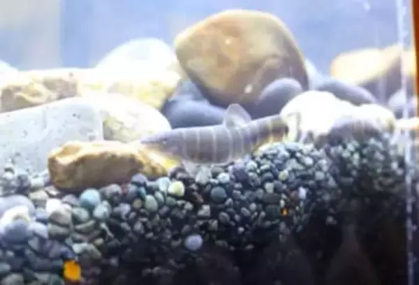 アユモドキ仲間入り　玉野海洋博物館、岡山市教委が贈る