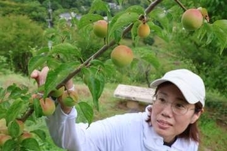 好天に恵まれ実太り良好　梅の収穫最盛期 津山・梅の里公園