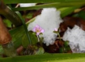 雪割草のかれんな花見に来て　新見・満奇洞入り口　