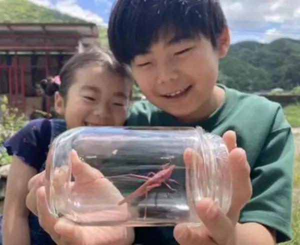 ピンクのクビキリギス　和気の小学6年生が発見