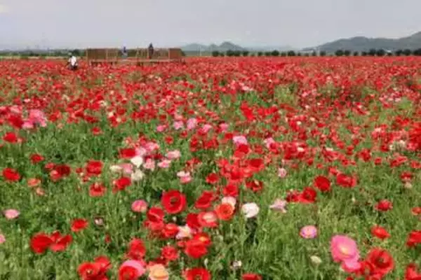 初夏の風に揺れる赤やピンク　笠岡湾干拓地でポピー1000万本見頃