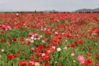 初夏の風に揺れる赤やピンク　笠岡湾干拓地でポピー1万本見頃