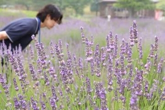 梅雨空彩る淡い紫　美咲・まきばの館でラベンダー見頃