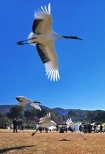 読者の写真コンテスト2025年　安井さん（備前）最優秀　「青空を駆ける」　大胆な構図でタンチョウ捉える