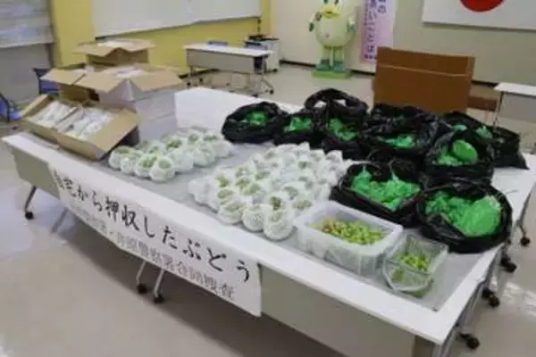 ブドウ200房盗んだ男逮捕　容疑で美咲署など