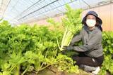 「香り控えめ「マイルドセロリ」　総社・山手地域で収穫ピーク」の画像1