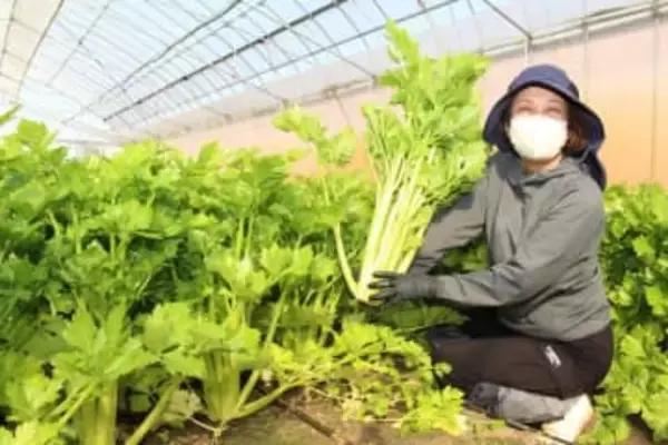 香り控えめ「マイルドセロリ」　総社・山手地域で収穫ピーク