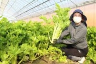香り控えめ「マイルドセロリ」　総社・山手地域で収穫ピーク