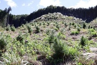 鏡野・ジップの森が環境省の「自然共生サイト」認定　アカマツ植栽で伐採地の生態系再生