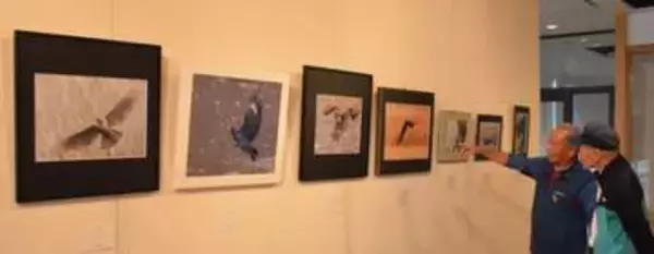 ハヤブサなど野鳥40種類撮影　愛鳥週間合わせ和気で写真展　