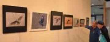 ハヤブサなど野鳥40種類撮影　愛鳥週間合わせ和気で写真展　