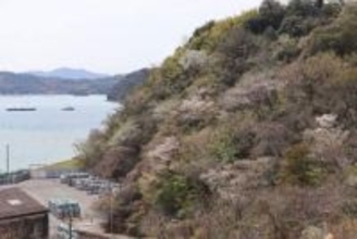 笠岡・神島外浦地区で山桜見頃　5日に恒例のまつり開催