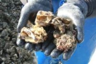 カキ、死滅や成育不良目立つ　日生町漁協が水揚げ開始