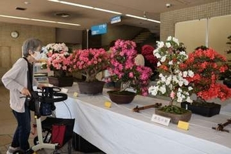 サツキ盆栽 色鮮やか   　岡山市役所で28品種37点