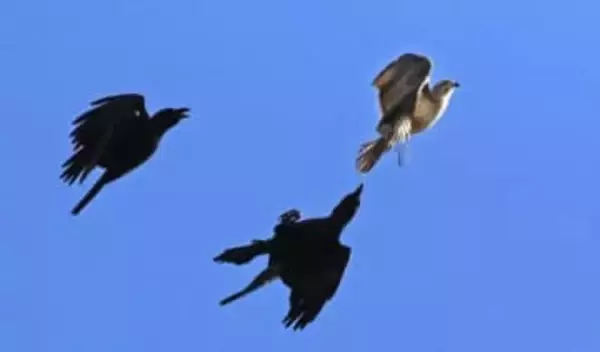 【命の詩】ノスリ追うカラス　理不尽な行動の訳は