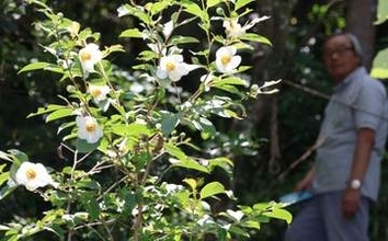 徳寿寺でナツツバキ見頃　20、21日には沙羅の花祭り