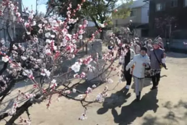 3月1日に恒例の梅祭り開催　当新田・泉田天満宮