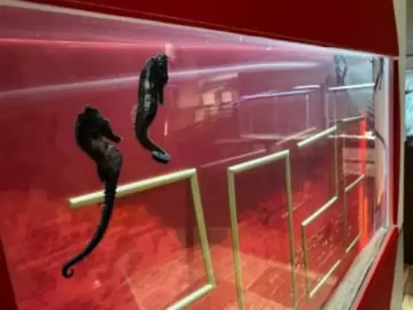 新旧えとにちなんだ海の生き物紹介　玉野海洋博物館で「ゆく年くる年展」