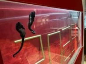 新旧えとにちなんだ海の生き物紹介　玉野海洋博物館で「ゆく年くる年展」