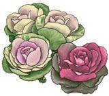 「【花だより】葉ボタン　紅白の葉を付ける縁起物」の画像1