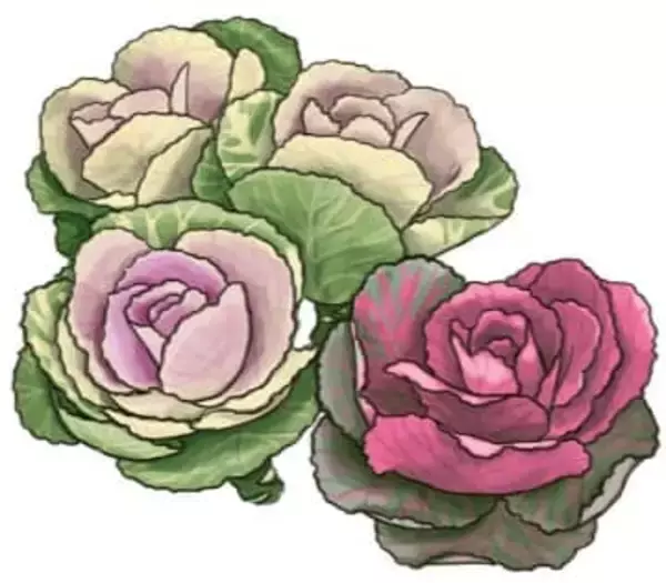 【花だより】葉ボタン　紅白の葉を付ける縁起物