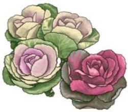 【花だより】葉ボタン　紅白の葉を付ける縁起物