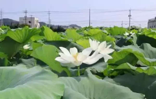 純白のハス涼しげ 倉敷・連島　レンコン畑 葉の間にのぞく大輪