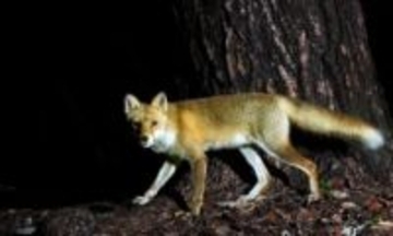 【命の詩】キツネ　野に生きる凜とした姿