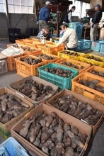 ヤマノイモ「銀沫」出荷スタート 勝山特産 粘りと甘み強く上々