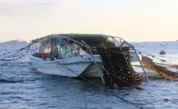 養殖ノリ 収穫本格化　玉野・胸上漁協「潜り船」で刈り取り