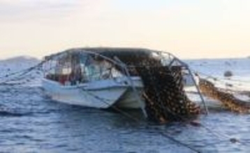 養殖ノリ 収穫本格化　玉野・胸上漁協「潜り船」で刈り取り