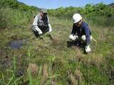 「新繁殖エリア発見　浅口・寄島アッケシソウ自生地 7カ所目」の画像1