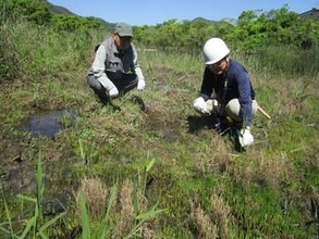新繁殖エリア発見　浅口・寄島アッケシソウ自生地 7カ所目