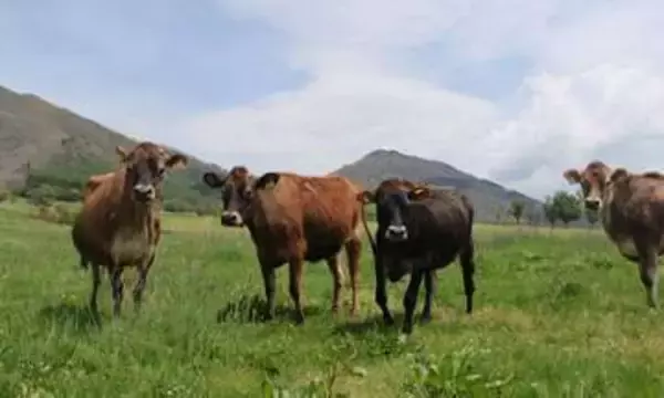 青々とした草原 ジャージー牛伸び伸びと　真庭・蒜山の観光施設で放牧始まる
