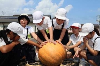 巨大カボチャ収穫したよ　灘崎小迫川分校3年生