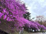 「高梁・弥高山公園でツツジが見頃　5月中旬ごろまで14種類10万本が〝競演〟」の画像1