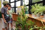「ユニークな食虫植物「興味深い」　半田山植物園で20種展示」の画像1