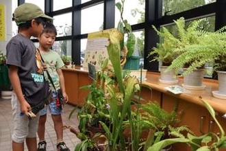 ユニークな食虫植物「興味深い」　半田山植物園で50種展示