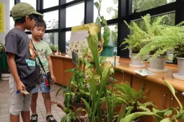 ユニークな食虫植物「興味深い」　半田山植物園で20種展示