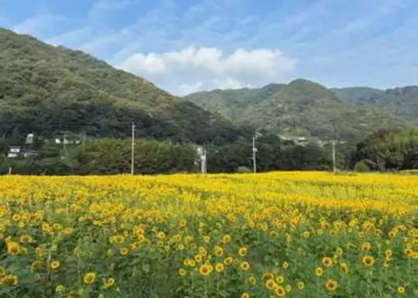 豪雨復興願うヒマワリがビールに　25、26日、岡山・牟佐で販売