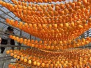 陽光浴び甘み凝縮　岡山・矢掛で干し柿作り最盛期