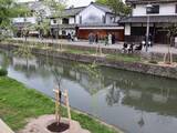 「倉敷・美観地区の柳並木 1割強枯れる　25年度 少雨、猛暑影響か」の画像1