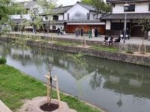 倉敷・美観地区の柳並木 1割強枯れる　25年度 少雨、猛暑影響か