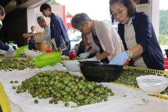 新庄特産サルナシの出荷作業始まる　 風味や実太り良好 5日から道の駅で販売