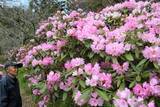 「シャクナゲ1000本見頃　新見のまんさく園、気品ある姿楽しんで」の画像1