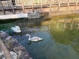 「美観地区のコブハクチョウ 美作へ　倉敷市、環境整い再譲渡」の画像1