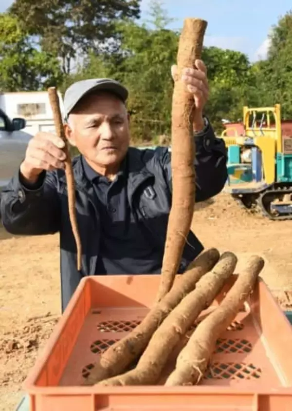 極太ゴボウ続々 8センチも　赤磐・是里の平尾さんが収穫