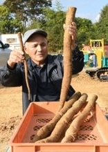 極太ゴボウ続々 8センチも　赤磐・是里の平尾さんが収穫